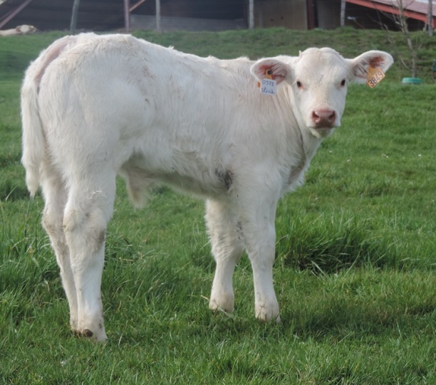 ULRICH (2)